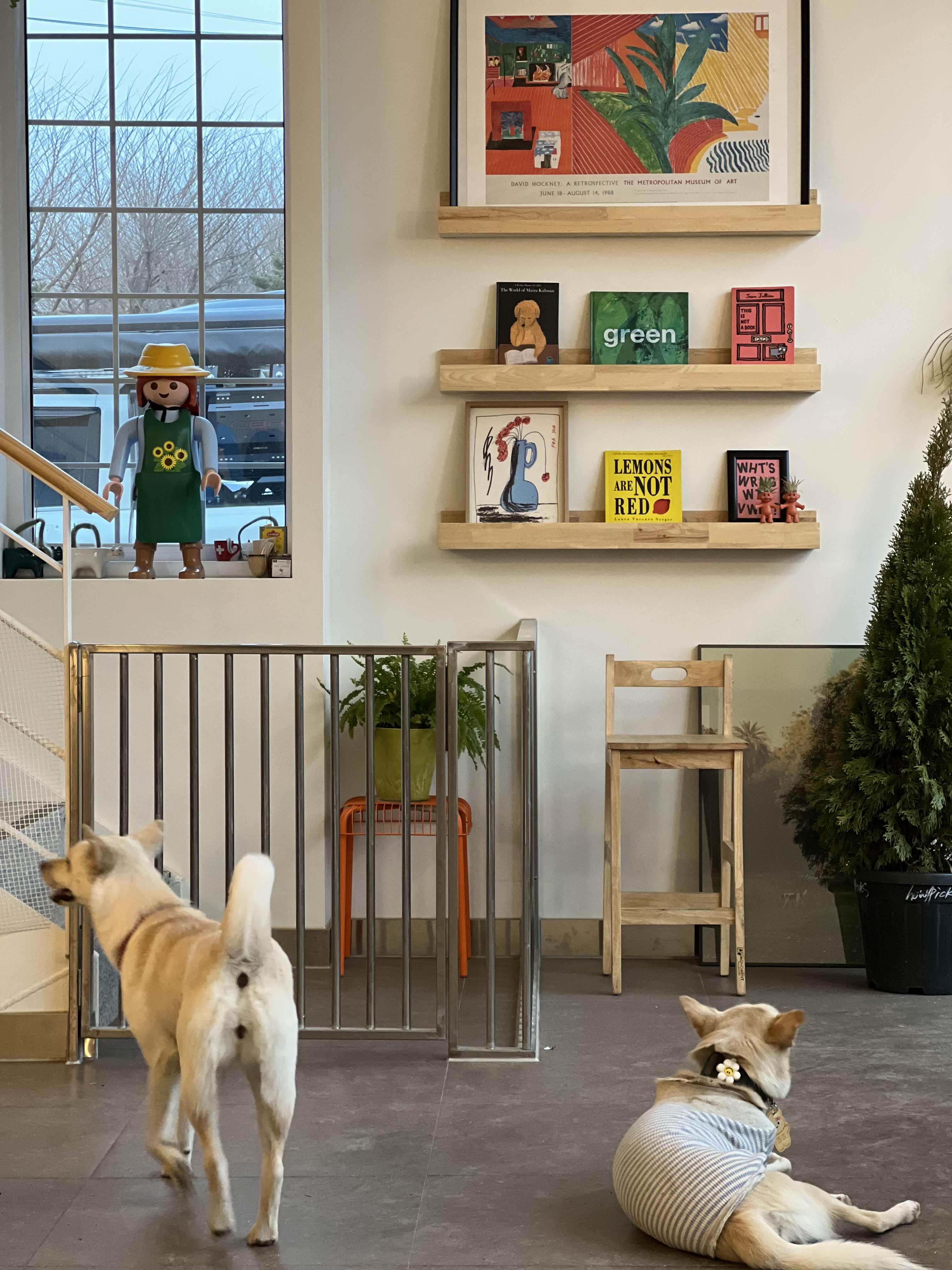 서울근교 일산 애견동반카페 하울픽스