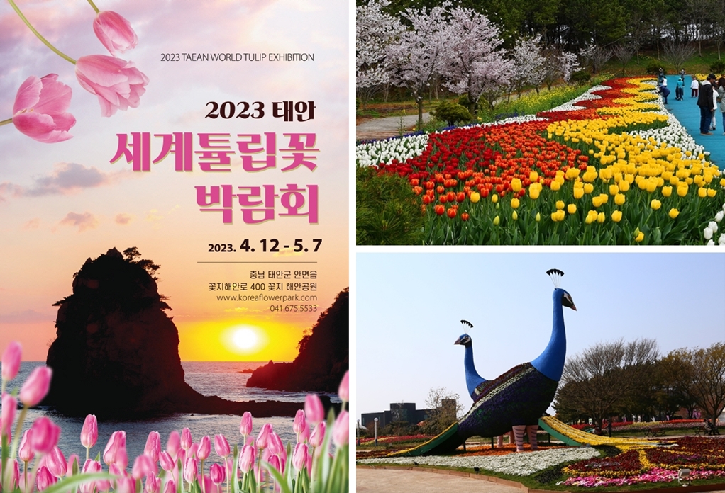 태안 세계튤립꽃 박람회