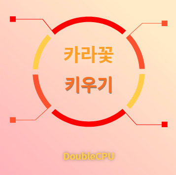 카라꽃 키우기