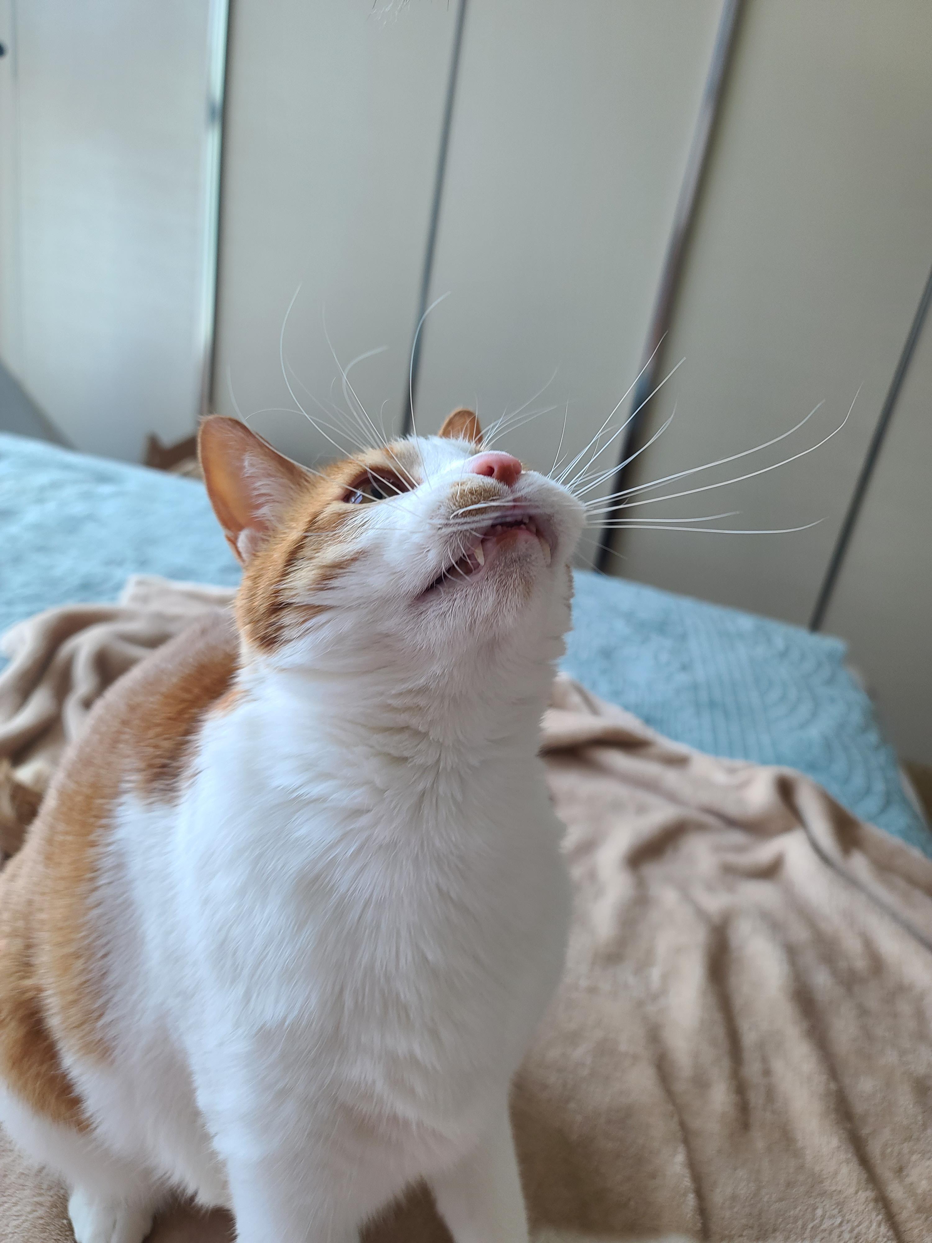 고양이 수염의 역할. 우리집 고양이들의 사냥할때 수염 모양새. 수염발사!! 사진귀여움 주의!