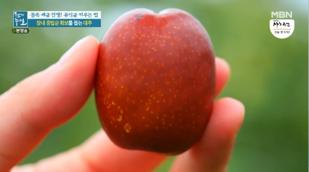 대추 사과대추 효능 대추차 생대추 건대추 고르는법 칼로리 보관법