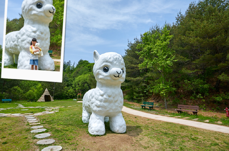 홍천 알파카월드