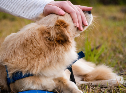 주인의 손에 얼굴을 기대며 사랑스러운 표정으로 편안히 앉아있는 강아지