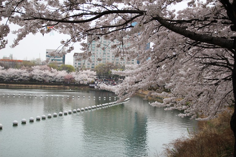 석촌호수 벚꽃 축제