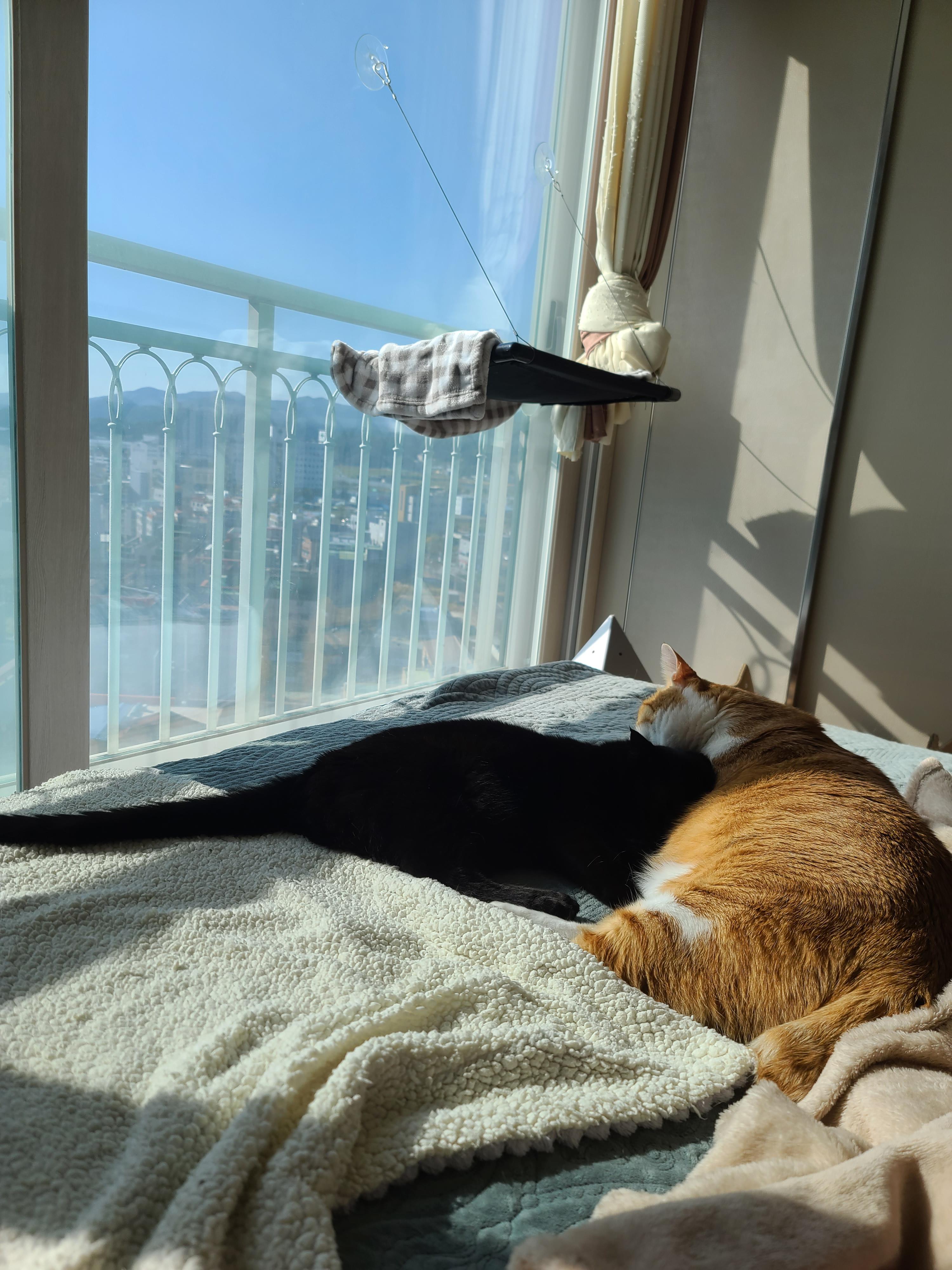 오가는 솜방망이 속의 평화로운 아침 (feat.집사웃참실패)