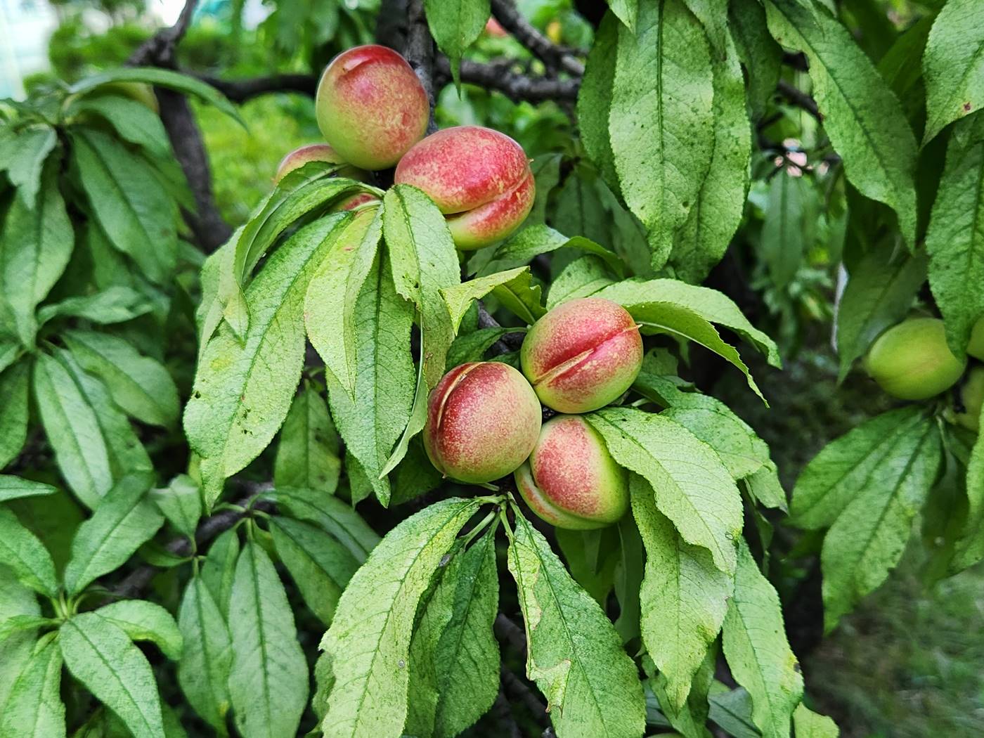 복사나무(복숭아나무)