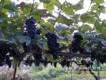 머루 재배 덩굴 유인 전정 관리 당도 올리기_10