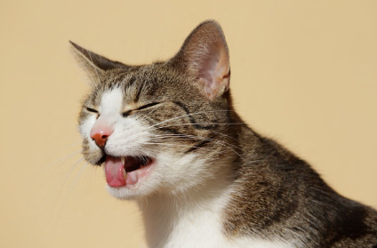 혀를 내밀고 있는 고양이.