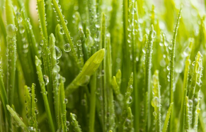 새싹보리 효능과 새싹보리 분말 먹는법