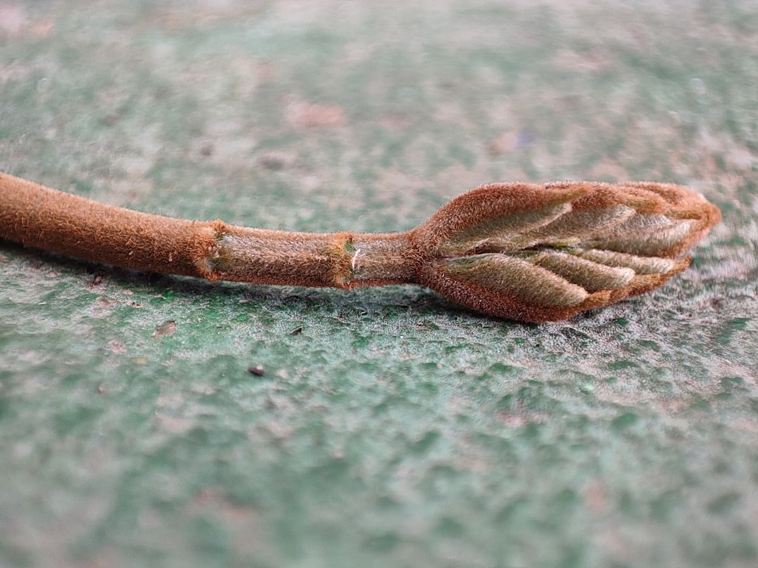 Silkworm