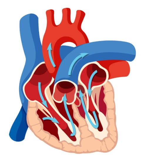 심장 심실에서 혈류가 흐르는 방향을 묘사한 모습