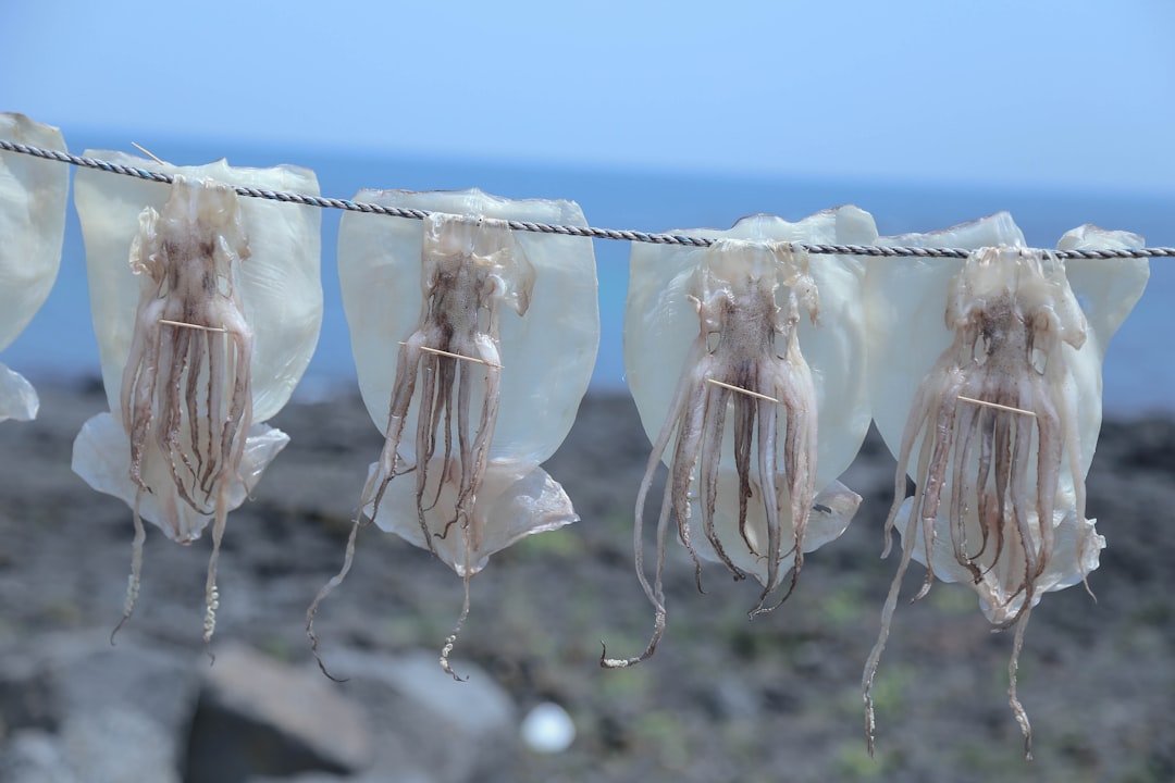 Squid