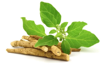 아슈와간다(Ashwagandha) 