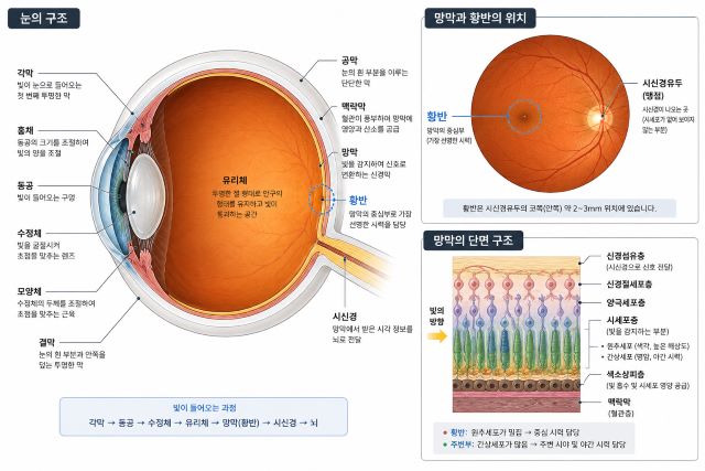 눈의 구조에서 망막과 황반의 위치를 보여주는 그림