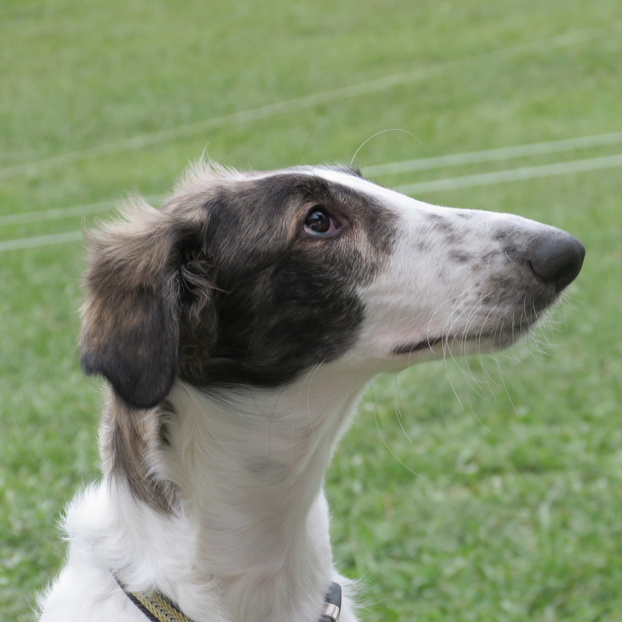 보르조이(Borzoi)3