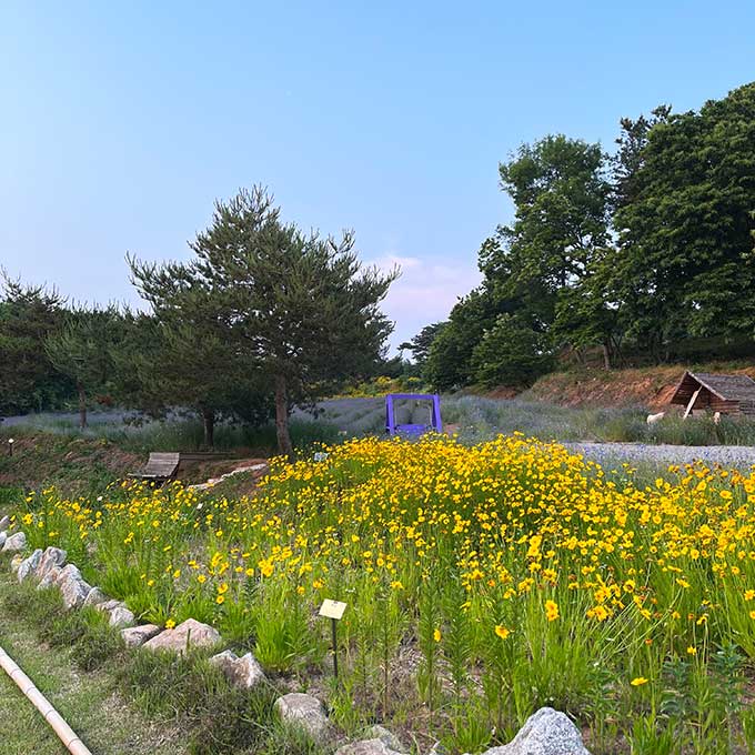 고창 청농원 라벤더 가든