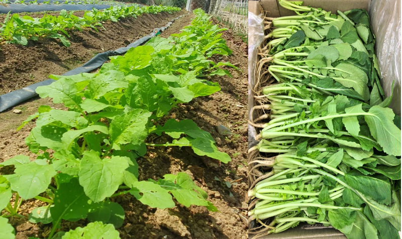 열무 – 30일이면 수확 OK!