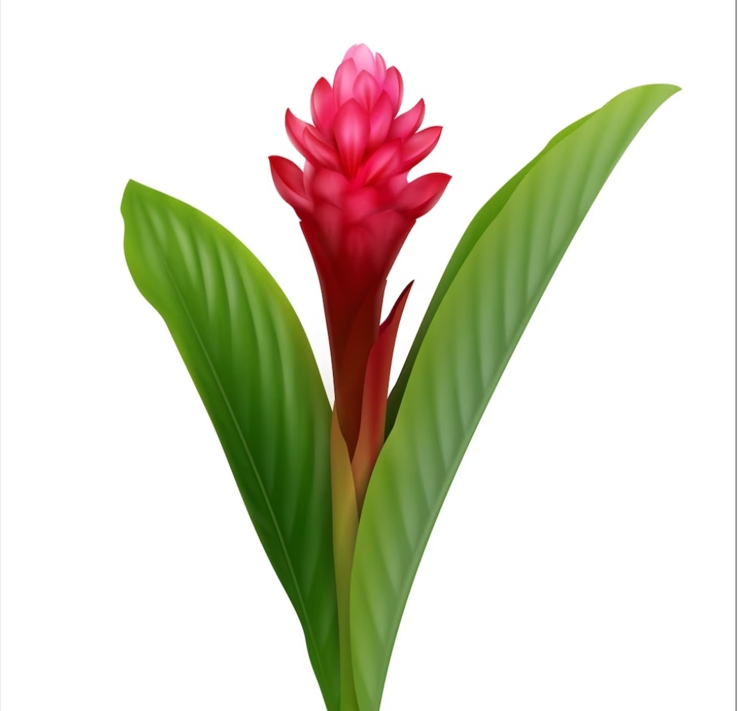 생강꽃