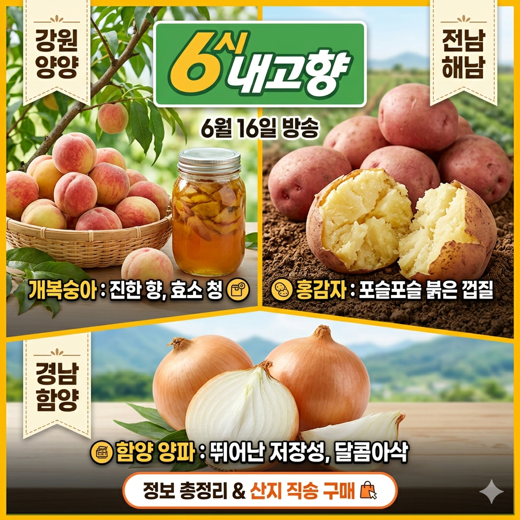 6시 내고향 6월 16일 방송정보