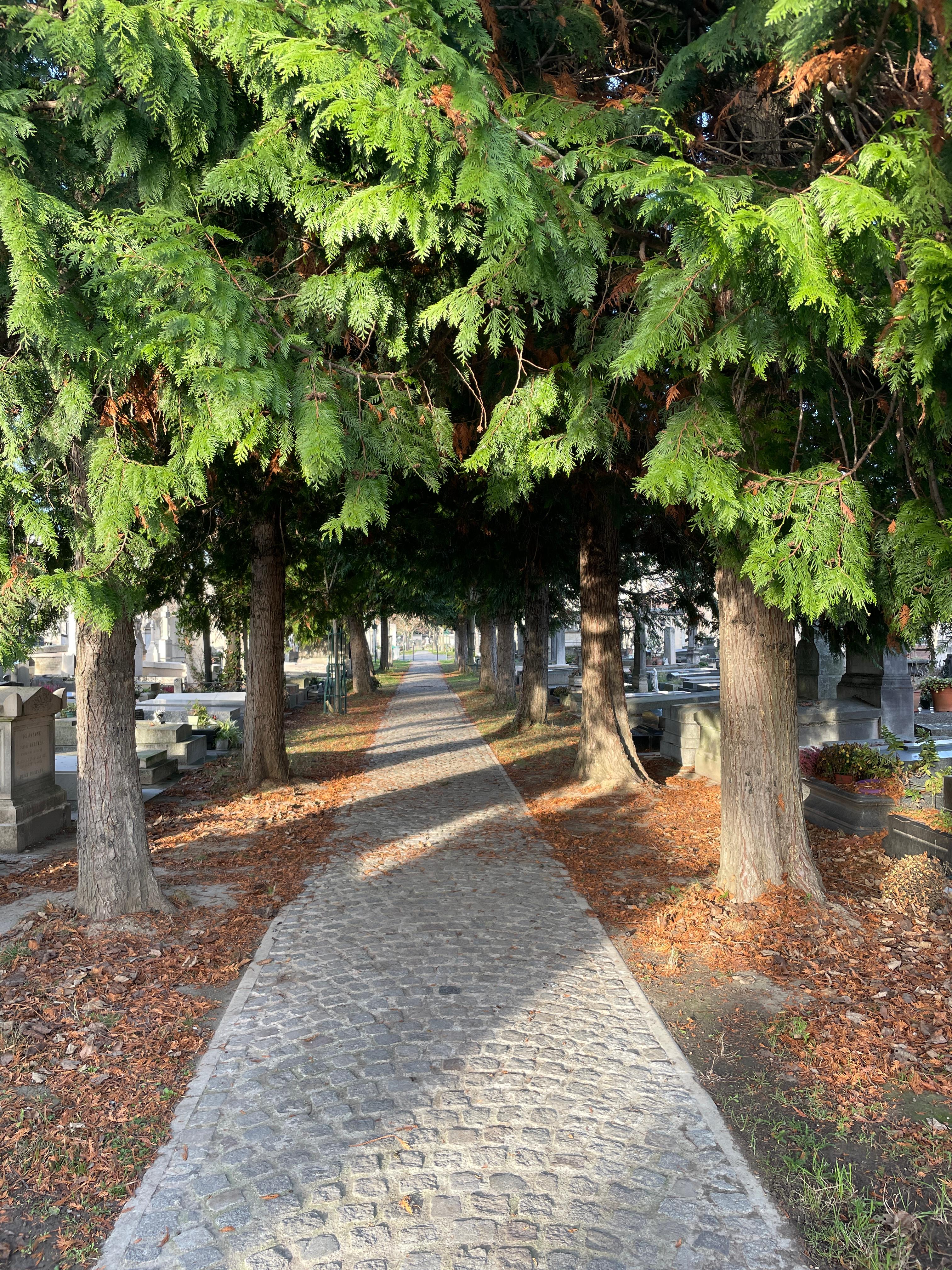 파리 몽파르나스 묘지의 나무와 길