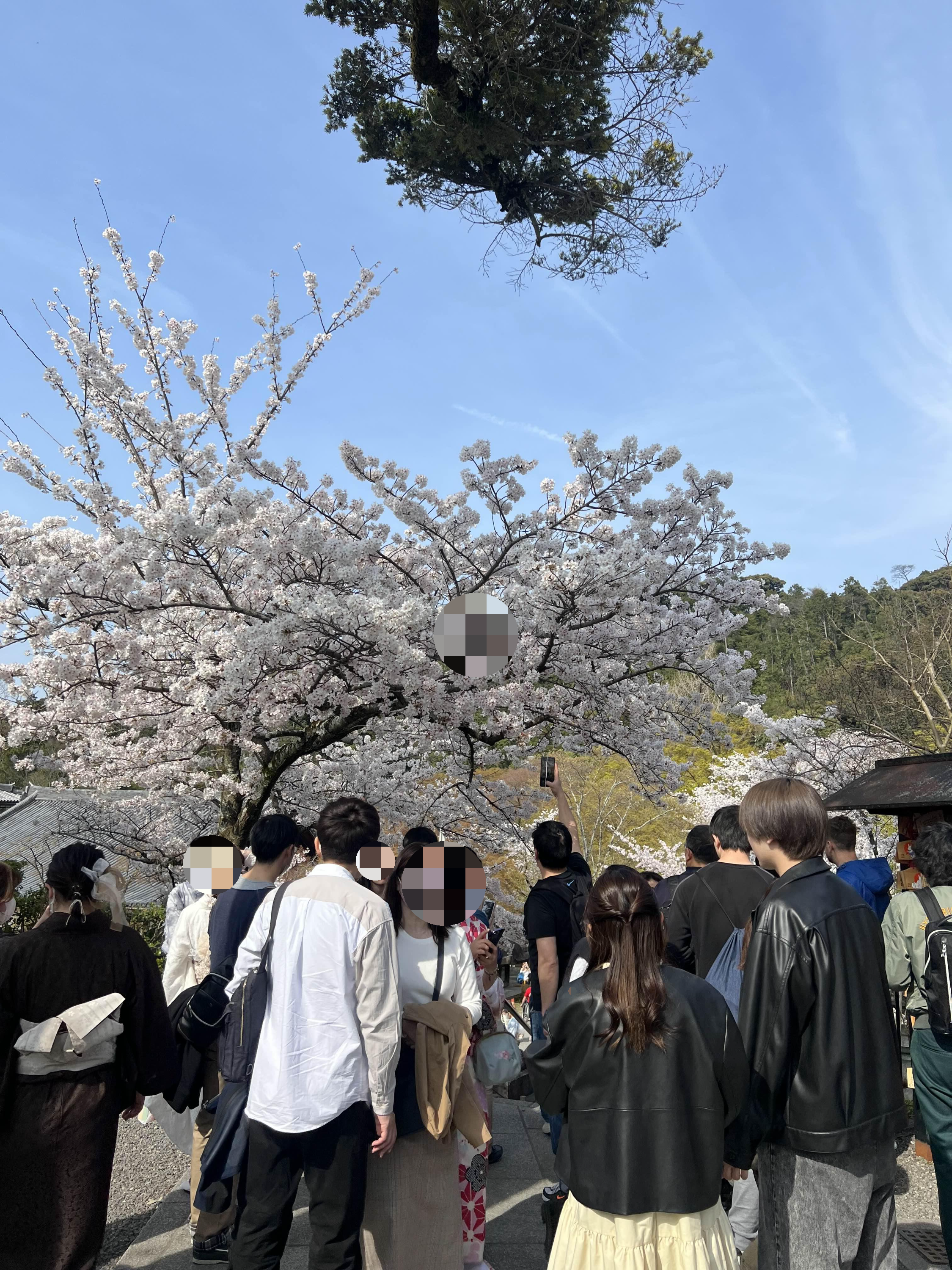 교토 사람 많은 벚꽃 명소 청수사