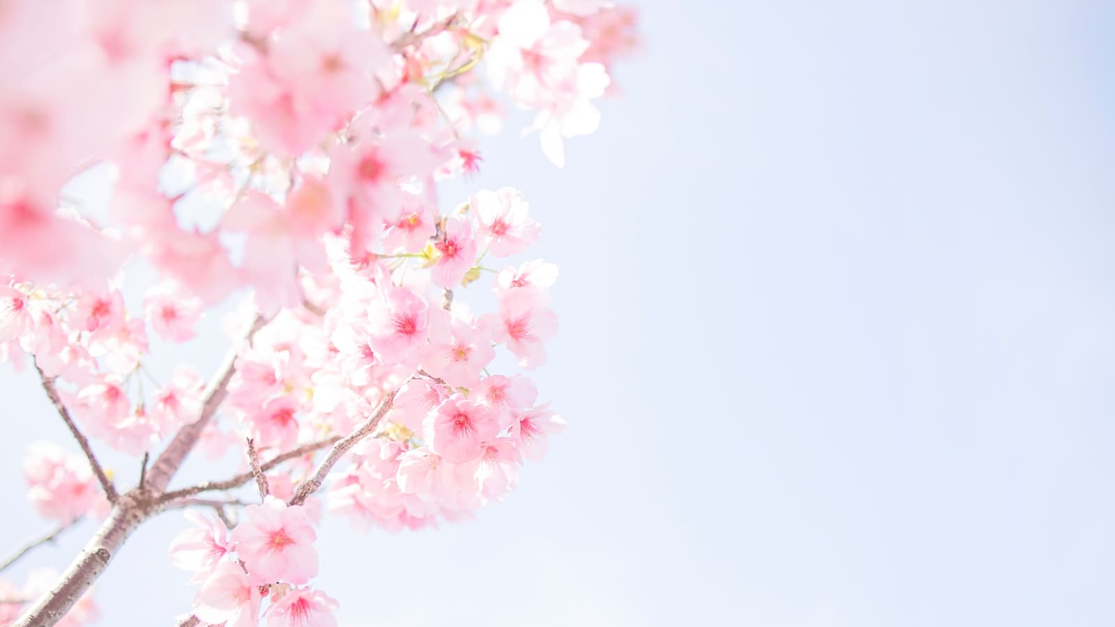 벚꽃