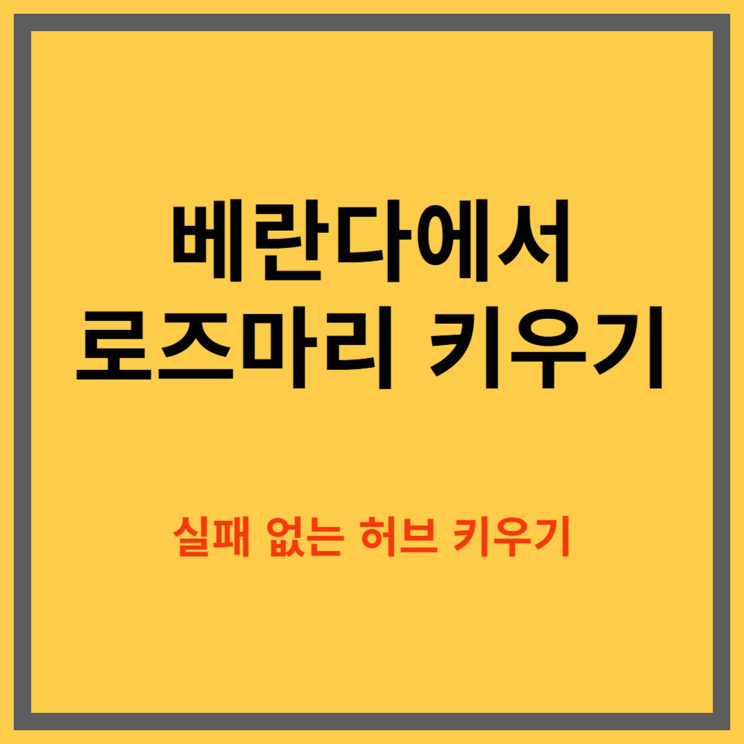 베란다에서 로즈마리 키우는 방법, 통풍과 햇빛으로 키우는 만능 허브