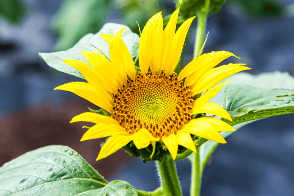 강주 해바라기 축제