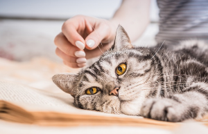 무릎 위에서 휴식을 취하는 고양이