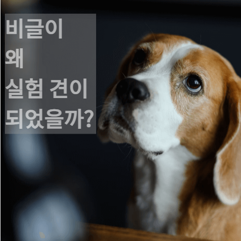 비글이 실험견이 된 이유와 성격, 구조된 실험 동물을 위해 기부하기