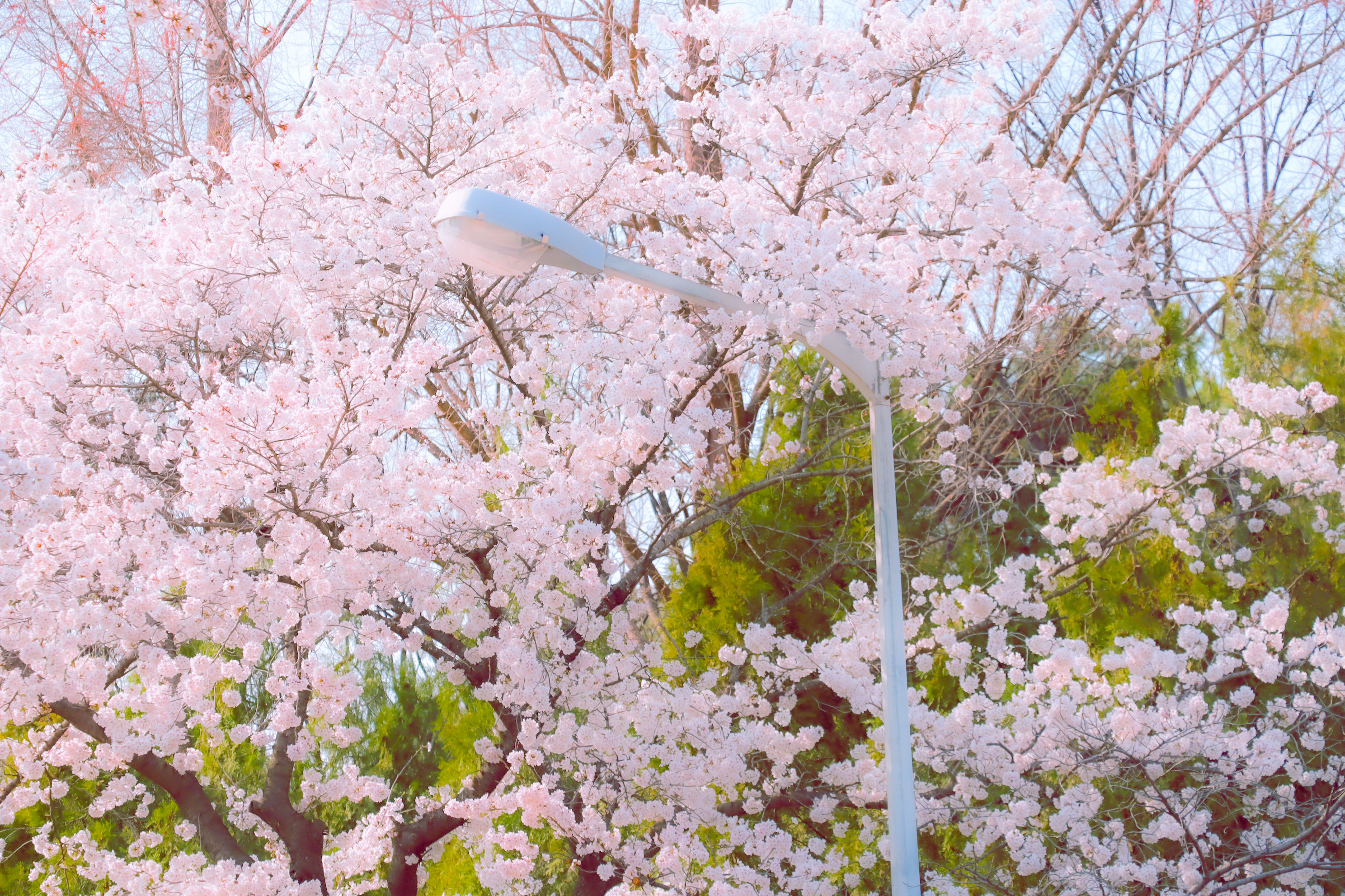 벚꽃명소 관련