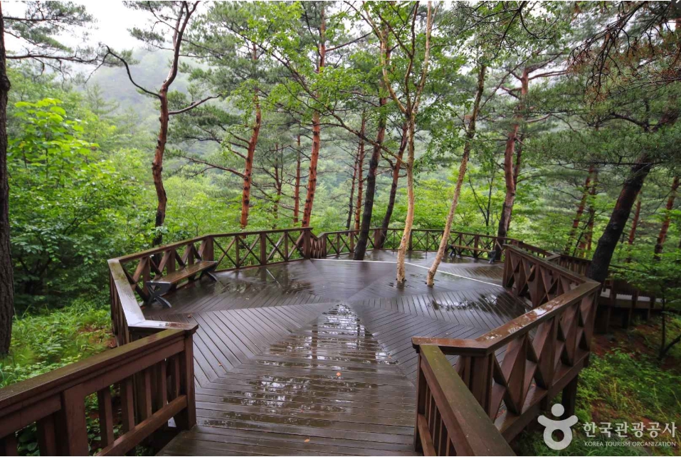 강릉 솔향 수목원