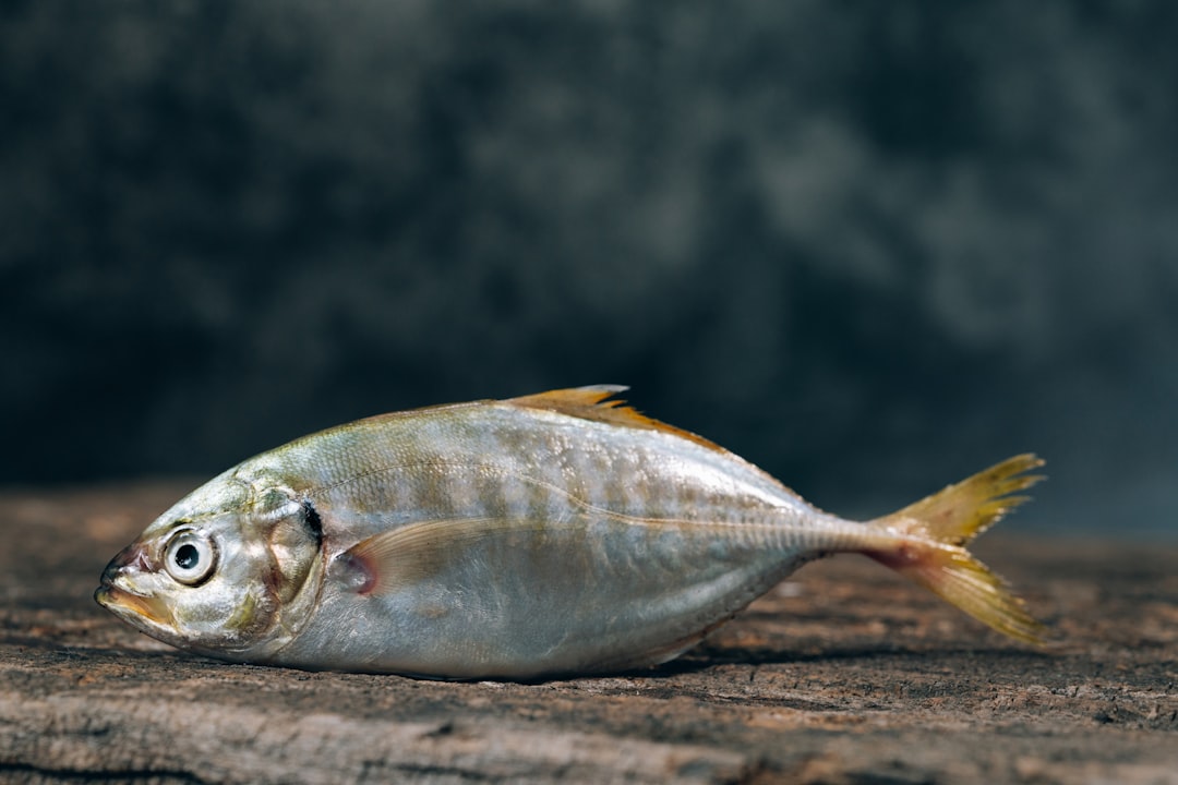 Fish