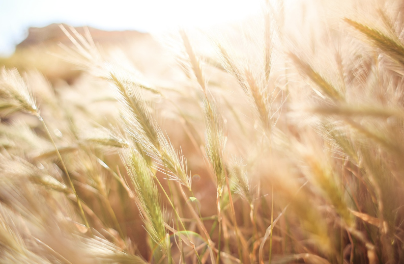 정제 탄수화물 제대로 알기 (섭취법, 효과, 건강)