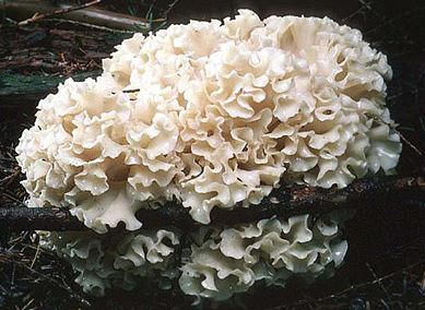 한가인-영양제-꽃송이버섯-효소-가격