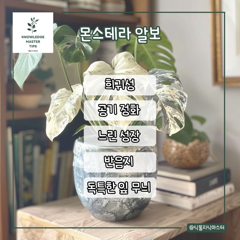 몬스테라 알보 소개