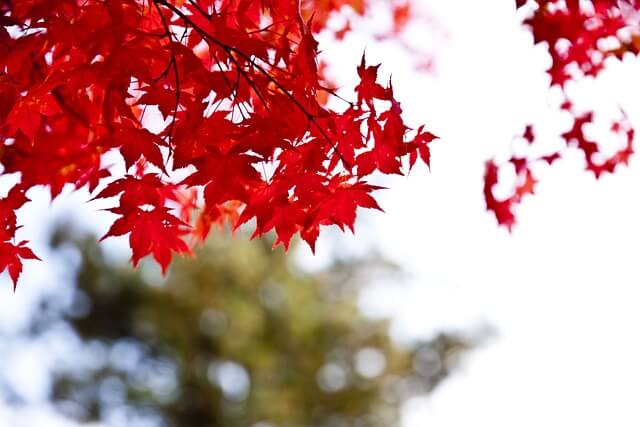 팔공산가을단풍