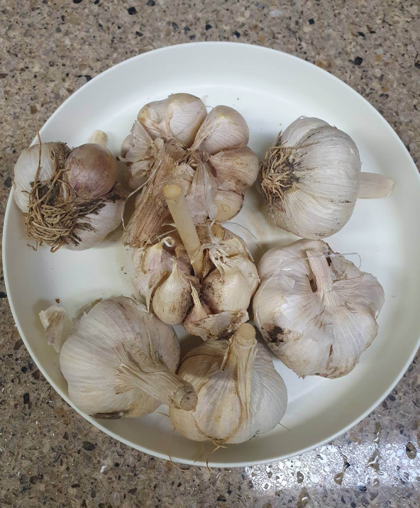마늘 사진