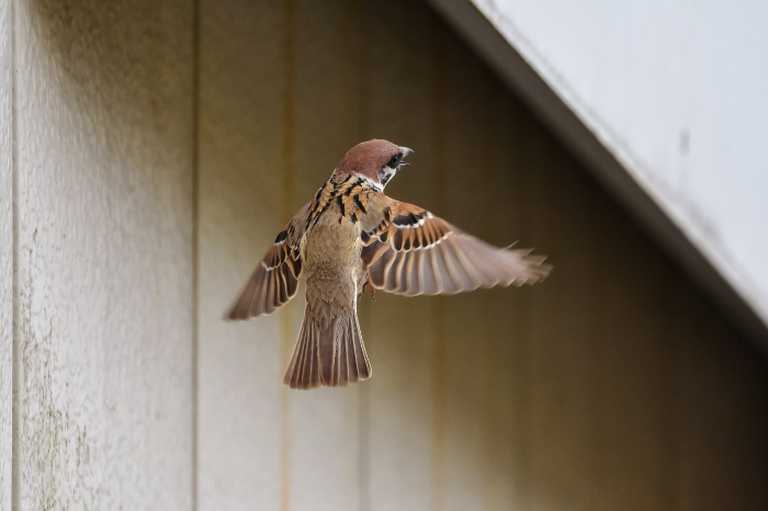 참새가 집으로 들어오는 꿈