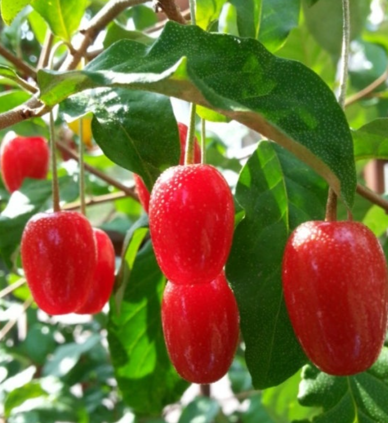 보리수-열매-효능-부작용-하루-섭취량-관련-사진