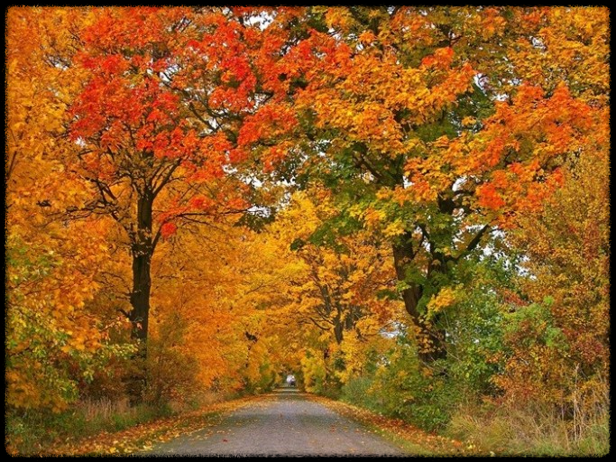 2024 가을, 국내 단풍 명소 추천: 절정 시기와 여행 팁까지 완벽 가이드