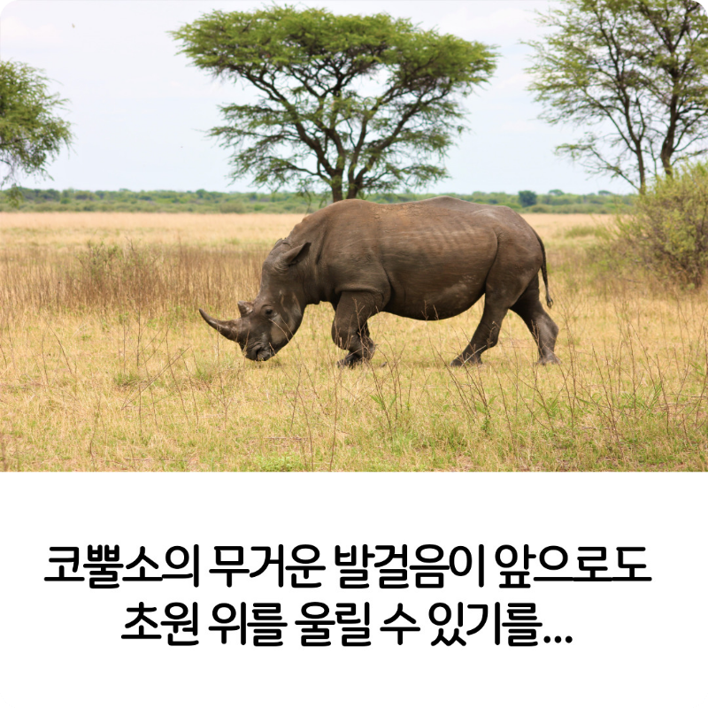 코뿔소의-날