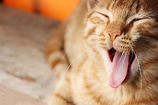 고양이 감기 초기증상&amp;#44; 고양이 감기 증상&amp;#44; 고양이 감기 원인&amp;#44; 고양이 감기 전염&amp;#44; 고양이 감기 케어&amp;#44; 고양이 감기 예방법