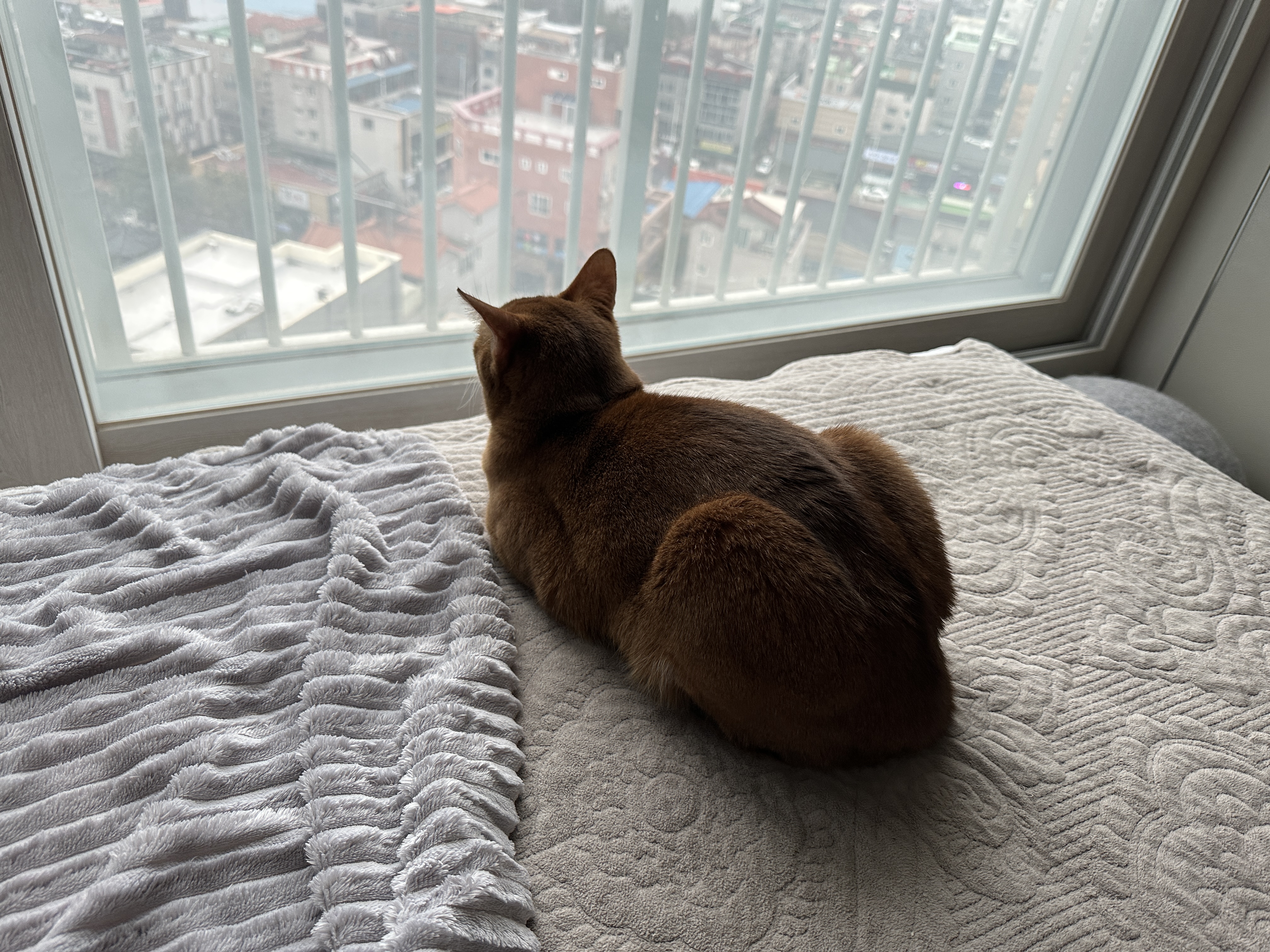 오랜만에 평화로운 아홉냥이네 아침풍경