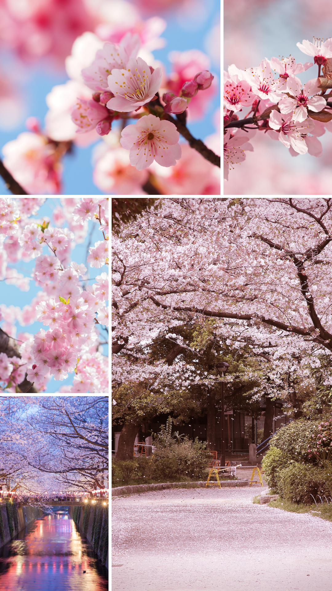 벚꽃 배경화면 이미지 그림 사진 모음집