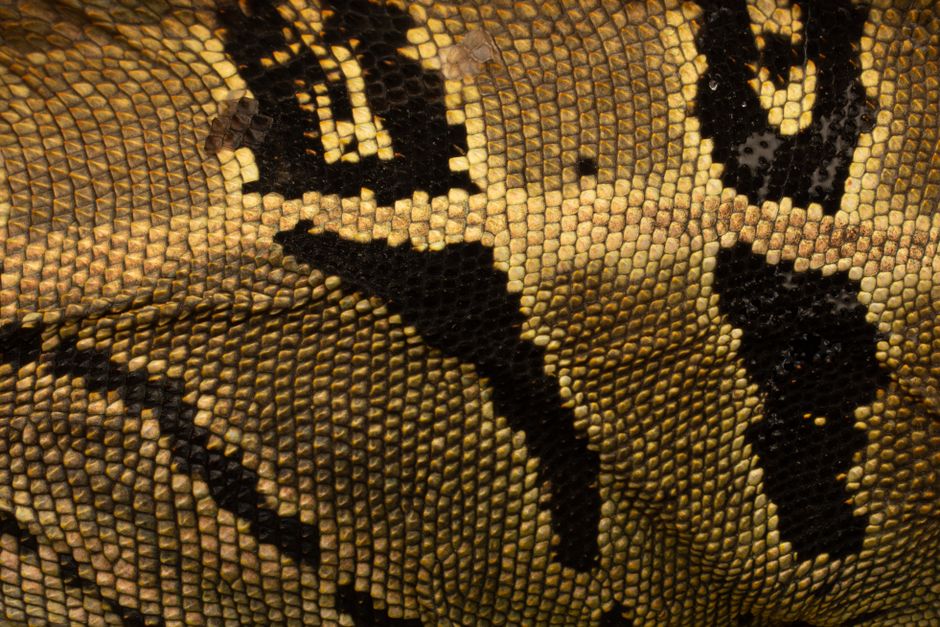 Detailed close-up of reptile scales showcasing a unique camouflage pattern, ideal for wildlife enthusiasts.