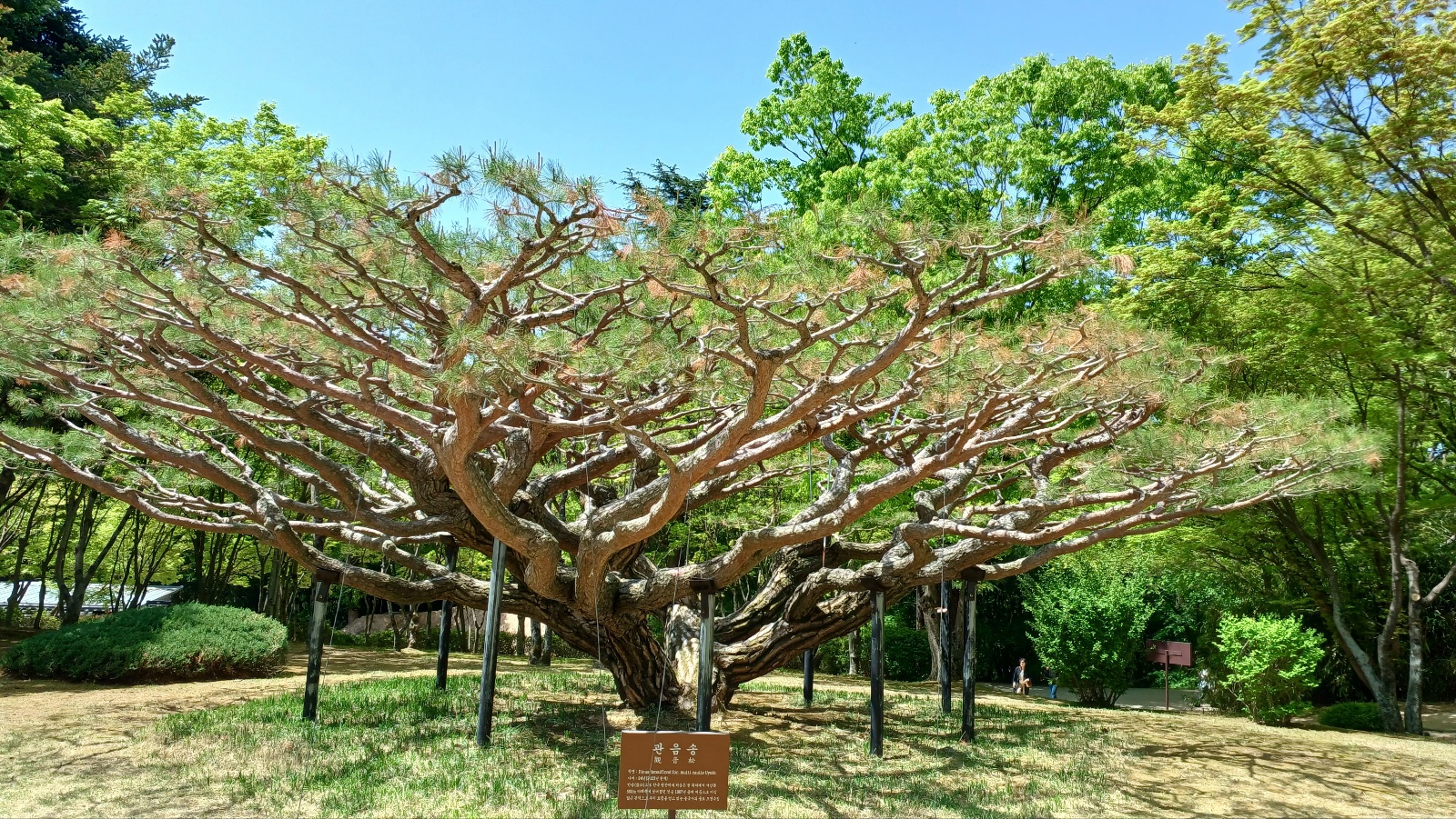 경주 불국사 관음송