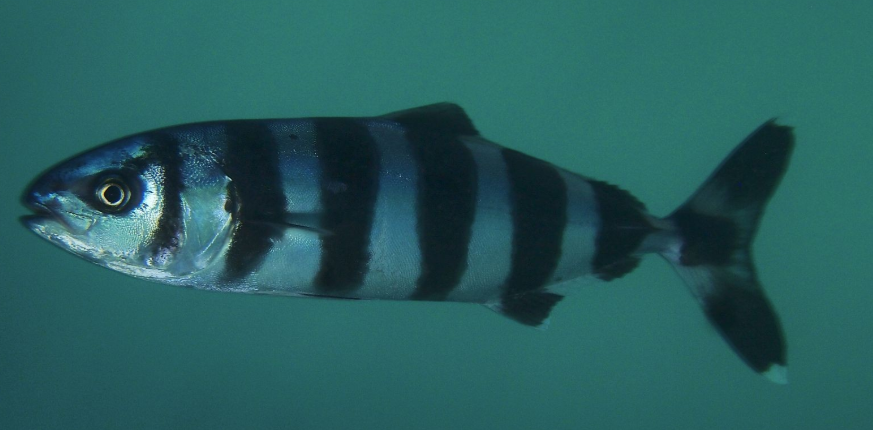 상어와 공생하는 파일럿 피쉬의 본능과 이름의 오해