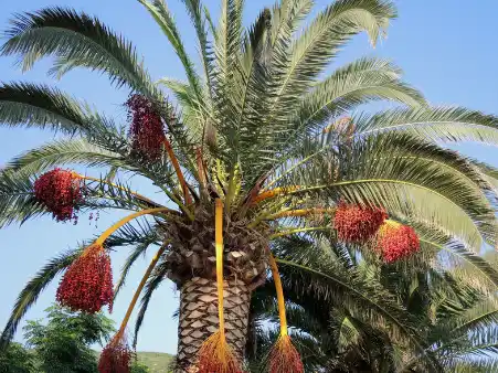 대추야자 효능효과 영양성분과 부작용