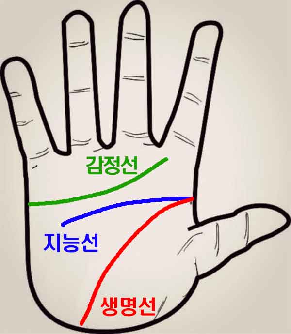 손금에서 생명선, 감정선, 지능선 위치 표시